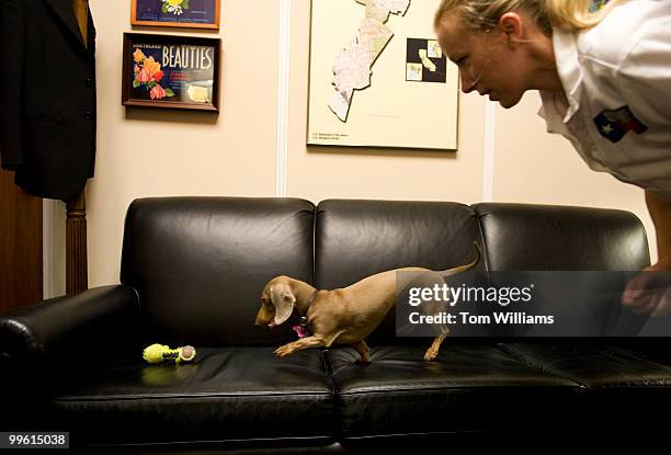 Rebecca Rudman, communications director for Rep. Ken Calvert, R-Calif., plays with her miniature dachshund Cali, in Rayburnr building, June 30, 2009.