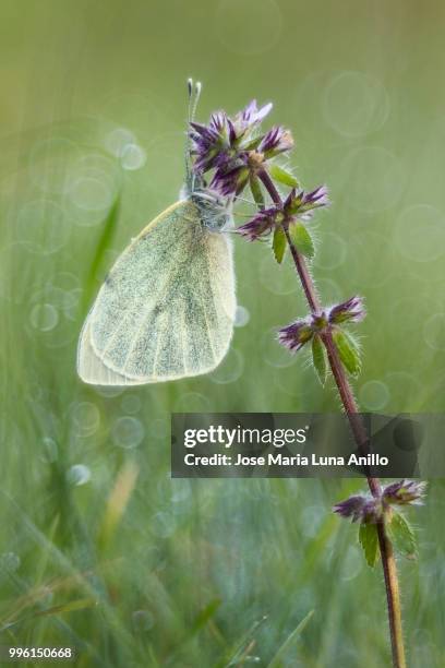 pieris brassicae - anillo stock pictures, royalty-free photos & images