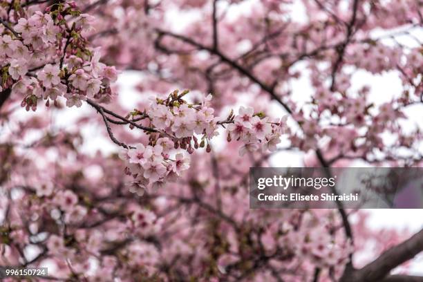 cherry blossom - elisete shiraishi stock pictures, royalty-free photos & images