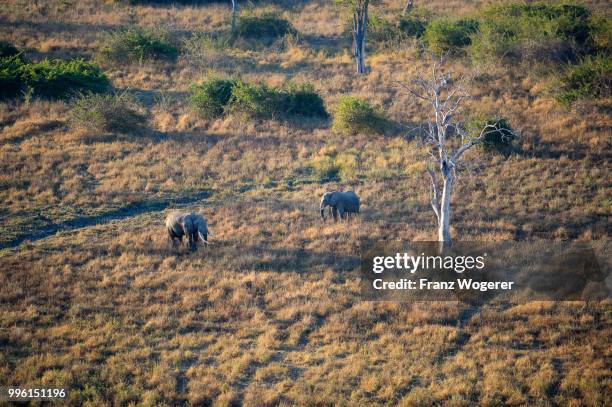 two african elephants walking through dry grass, (loxodonta africana), bull and cow, aerial view, in the early morning light, south luangwa national park, zambia - south luangwa national park stockfoto's en -beelden