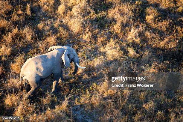 african elephant walking through dry grass, (loxodonta africana), bull, aerial view, in the early morning light, south luangwa national park, zambia - south luangwa national park stock pictures, royalty-free photos & images