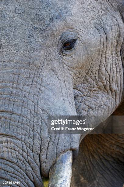 african elephant (loxodonta africana), portrait, south luangwa national park, zambia - south luangwa national park stockfoto's en -beelden