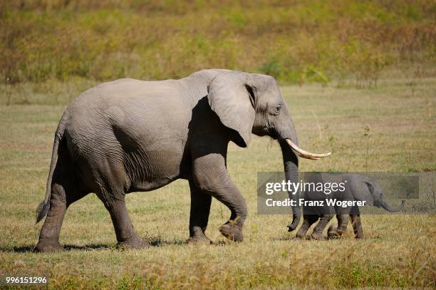 african elephant (loxodonta africana), female with young, south luangwa national park, zambia - south luangwa national park stockfoto's en -beelden