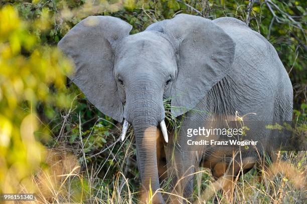 african elephant (loxodonta africana) feeding in the bushes, south luangwa national park, zambia - south luangwa national park stock pictures, royalty-free photos & images