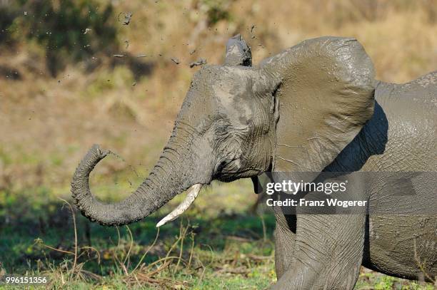 african elephant (loxodonta africana), offspring splashing around mud, south luangwa national park, zambia - south luangwa national park stock pictures, royalty-free photos & images