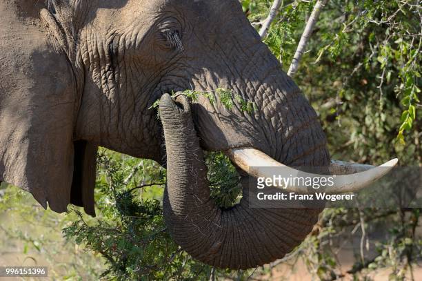 african elephant (loxodonta africana), portrait, feeding, south luangwa national park, zambia - south luangwa national park stockfoto's en -beelden