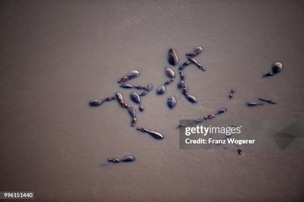 hippos (hippopotamus amphibicus), standing in water, aerial view, in the early morning light, luangwa river, south luangwa national park, zambia - south luangwa national park stockfoto's en -beelden