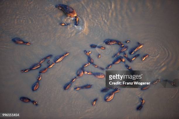 hippos (hippopotamus amphibicus), standing in water, aerial view, in the early morning light, luangwa river, south luangwa national park, zambia - luangwa national park bildbanksfoton och bilder