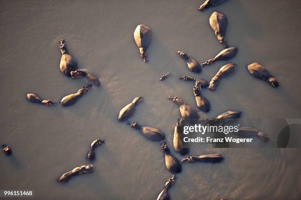 hippos (hippopotamus amphibicus), standing in water, aerial view, in the early morning light, luangwa river, south luangwa national park, zambia - south luangwa national park stock pictures, royalty-free photos & images