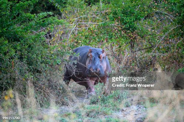 hippopotamus (hippopotamuspotamus amphibicus), standing in a thicket, south luangwa national park, zambia - south luangwa national park stockfoto's en -beelden