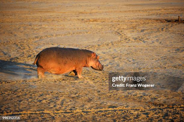 hippopotamus (hippopotamuspotamus amphibicus) walking on a sandbank, luangwa river, south luangwa national park, zambia - south luangwa national park stockfoto's en -beelden