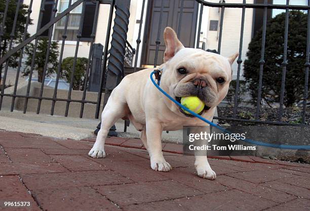 Westminster Dog Show best of breed winner, French bulldog "Wishbone" poses in front of the Marine Barracks on 8th Street, SE.