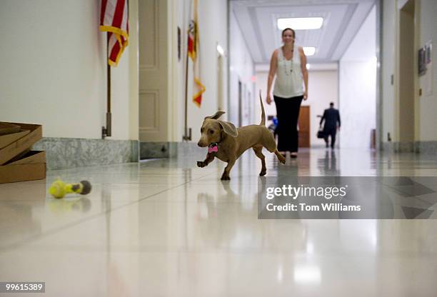 Intern Heather Purcell plays with Cali, a miniature dachshund owned by Rebecca Rudman, communications director for Rep. Ken Calvert, R-Calif., in...