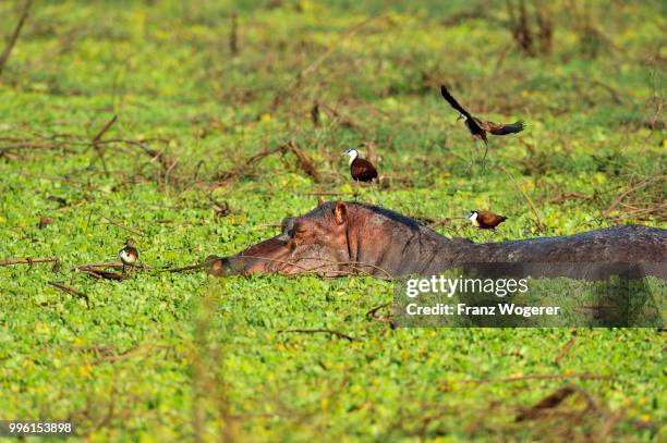 hippopotamus (hippopotamuspotamus amphibicus), in stagnant waters with aquatic plants, blue-fronted jacana on the back, south luangwa national park, zambia - luangwa national park bildbanksfoton och bilder