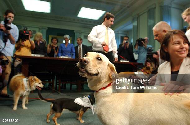 Daisy along with her owner Terri Glaze, right, an LA in the office of Sen. Mark Pryor, D-Ark., assemble for photos before a hearing on a bill...