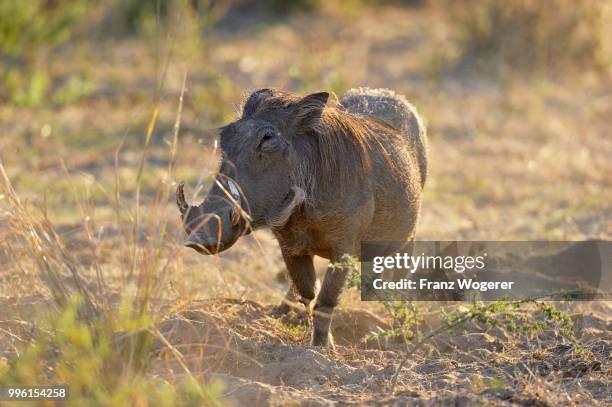 751 African Boar Photos and Premium High Res Pictures - Getty Images 751 African Boar Photos and Premium High Res Pictures - Getty Images