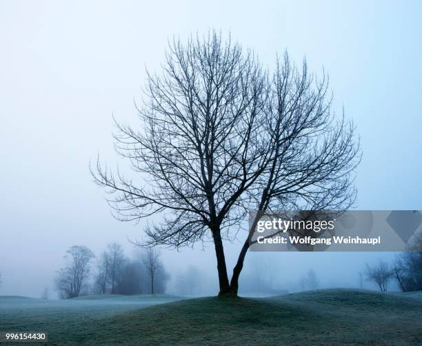 morning fog with tree, mondsee region, salzkammergut, upper austria, austria - vocklabruck stock pictures, royalty-free photos & images