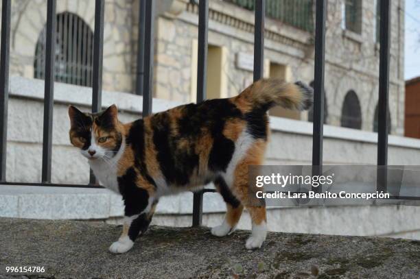 cat at bustarviejo - tortoise shell ストックフォトと画像