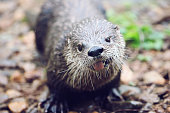 Female American River Otter