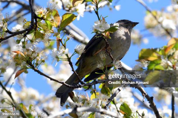 bird and blossoms - 150th birth anniversary of mahamana madan mohan malaviya commemoration event stockfoto's en -beelden