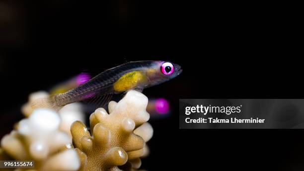 pink eye goby - trimma okinawae stock pictures, royalty-free photos & images