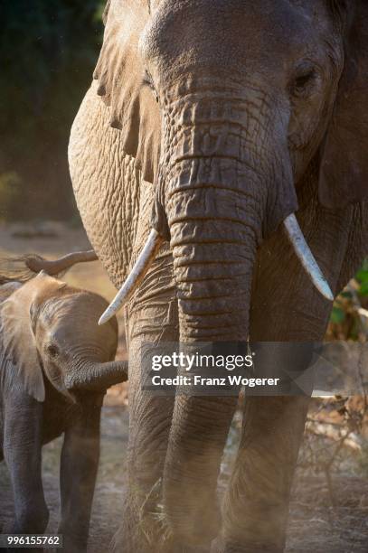 african elephant (loxodonta africana), female with young, samburu national reserve, kenya - samburu national park fotografías e imágenes de stock