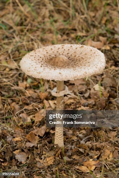 parasol mushroom (macrolepiota procera), lower saxony, germany - agaricales stock pictures, royalty-free photos & images