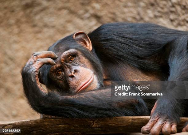 western chimpanzee or west african chimpanzee (pan troglodytes verus), captive, saxony, germany - common chimpanzee stock pictures, royalty-free photos & images