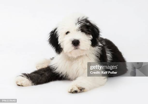 old english sheepdog puppy, 4 months - old english sheepdog stock pictures, royalty-free photos & images