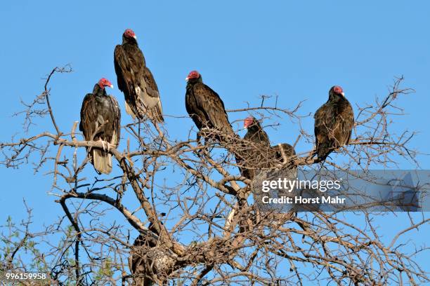 turkey vultures (cathartes aura), baja california sur, mexico - turkey vulture stock pictures, royalty-free photos & images