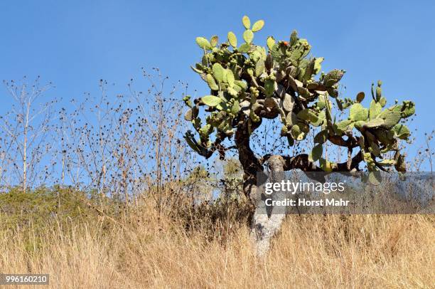 prickly pear cactus (opuntia sp.), tlaxcala, mexico - tlaxcala imagens e fotografias de stock