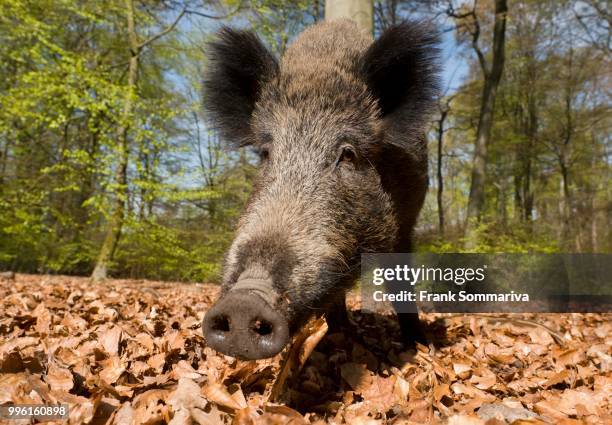 wild boar (sus scrofa), sow in spring in the woods, north rhine-westphalia, germany - snout stock pictures, royalty-free photos & images