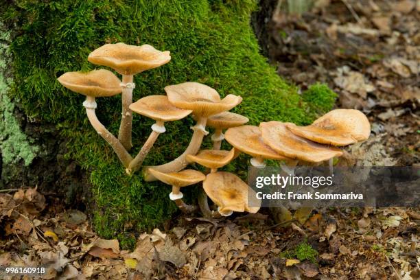 humongous fungus (armillaria ostoyae), lower saxony, germany - agaricales stock pictures, royalty-free photos & images