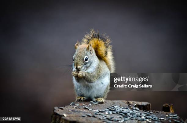 squirrel - american red squirrel stock pictures, royalty-free photos & images