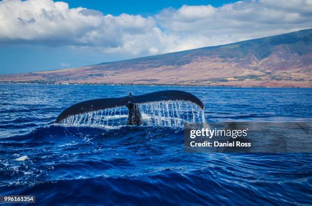 the mighty "tale - whale tale stock pictures, royalty-free photos & images