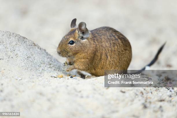 degu (octodon degus), native to central chile, captive, thuringia, germany - degu stock pictures, royalty-free photos & images