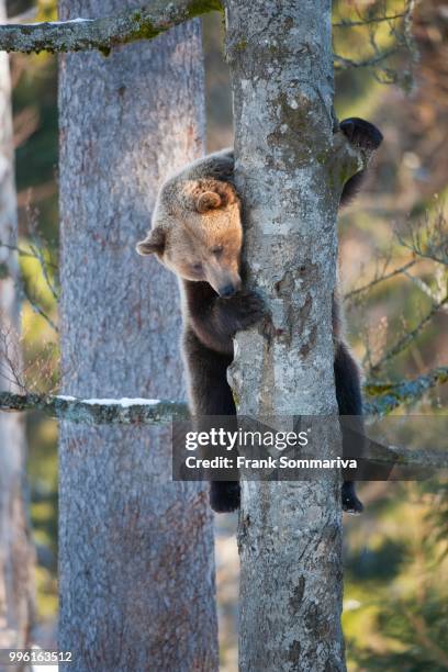 brown bear (ursus arctos) climbing a tree, captive, animal enclosure, bavarian forest national park, bavaria, germany - bayerischer wald national park bildbanksfoton och bilder