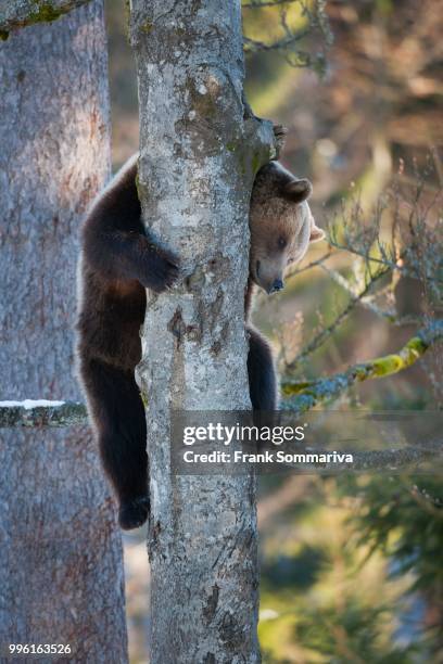brown bear (ursus arctos) climbing a tree, captive, animal enclosure, bavarian forest national park, bavaria, germany - bayerischer wald national park bildbanksfoton och bilder
