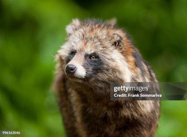 raccoon dog (nyctereutes procyonoides), captive, lower saxony, germany - tanuki stock pictures, royalty-free photos & images