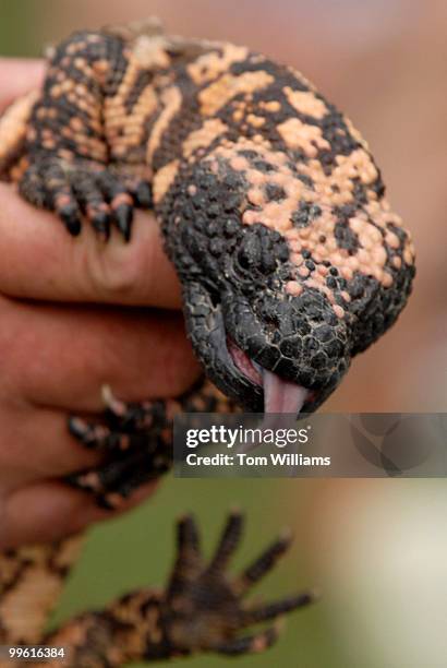 Larry Battson of Wildlife Educational Services shows off a gila monster during a reptile educational talk at the "Fishing on the Mall, " event, to...