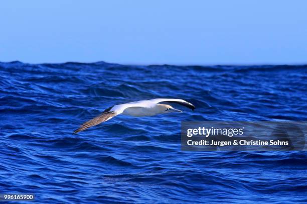 cape gannet (morus capensis), in flight, cape of good hope, western cape, south africa - réserve naturelle du cap de bonne espérance photos et images de collection