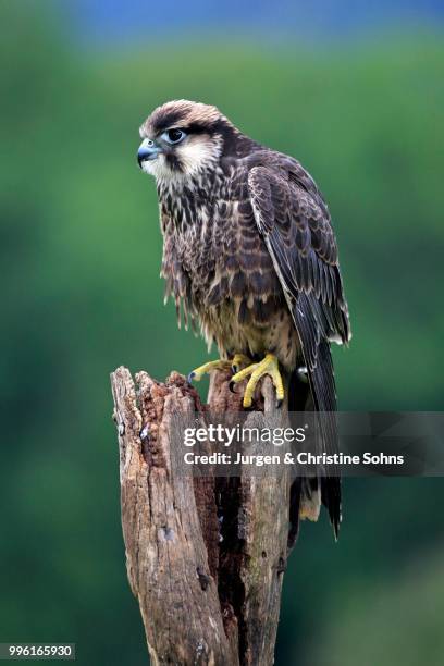 lanner falcon (falco biarmicus), adult, on perch, captive, eifel, germany - alfaneque imagens e fotografias de stock