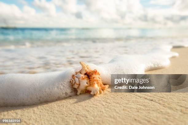 shell on beach, zanzibar - shell beach stock pictures, royalty-free photos & images