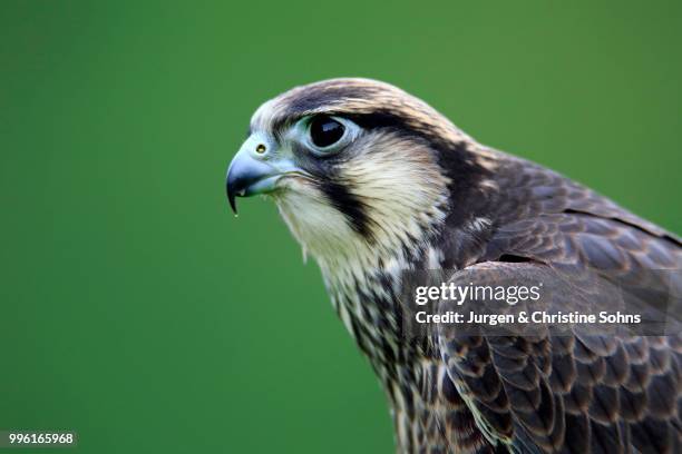 lanner falcon (falco biarmicus), adult, captive, eifel, germany - alfaneque imagens e fotografias de stock