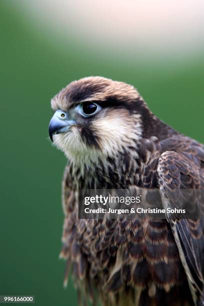lanner falcon (falco biarmicus), adult, captive, eifel, germany - alfaneque imagens e fotografias de stock