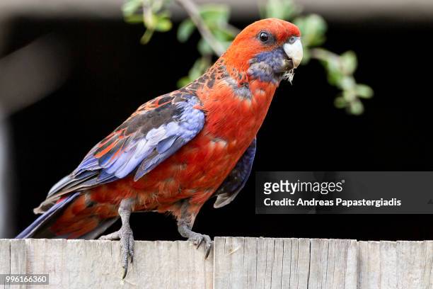 crimson rosella - king parrot stock pictures, royalty-free photos & images