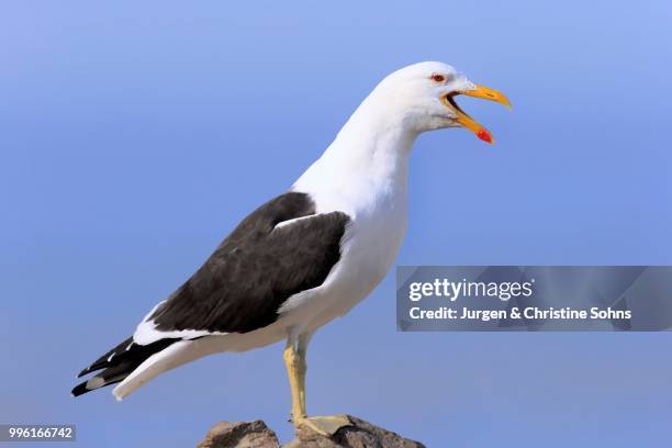kelp gull (larus dominicanus), adult, calling, perched on rock, stony point, betty's bay, western cape, south africa - kelp gull stock pictures, royalty-free photos & images