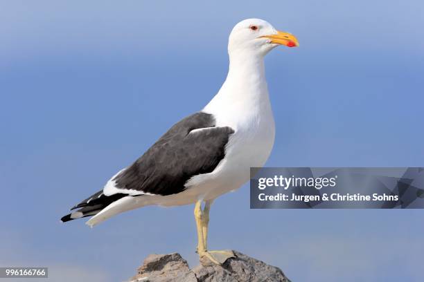 kelp gull (larus dominicanus), adult, perched on rock, stony point, betty's bay, western cape, south africa - kelp gull stock pictures, royalty-free photos & images