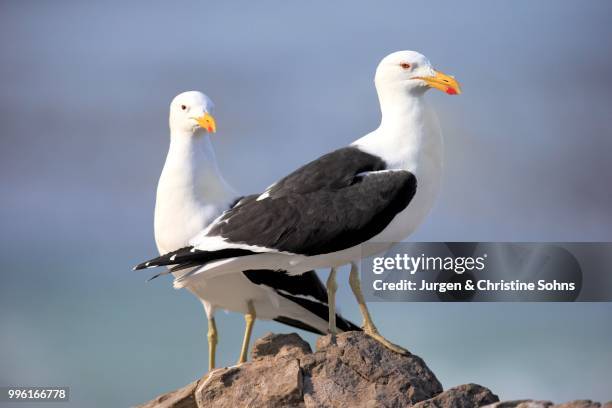 kelp gulls (larus dominicanus), pair perched on a rock, stony point, betty's bay, western cape, south africa - kelp gull stock pictures, royalty-free photos & images