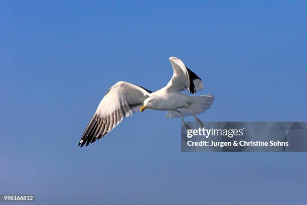 kelp gull (larus dominicanus), adult, in flight, stony point, betty's bay, western cape, south africa - kelp gull stock pictures, royalty-free photos & images